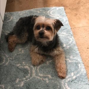 Meet your Posher, Gus